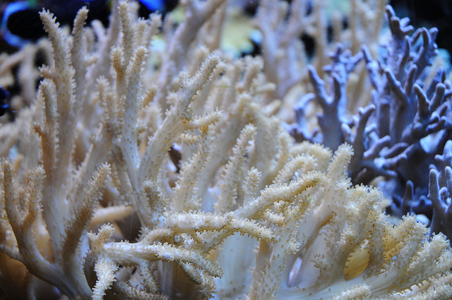 coral reef ecosystem collapse