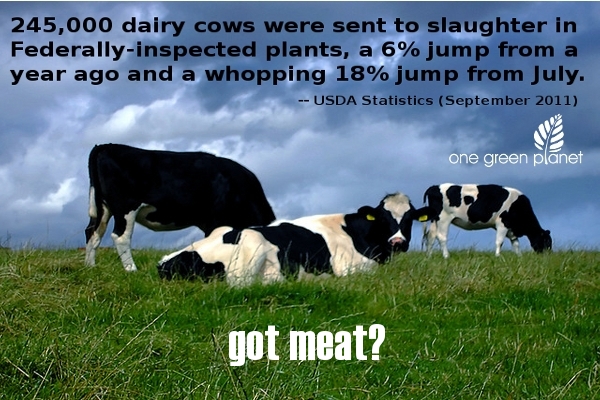 milk is murder got meat slaughter death