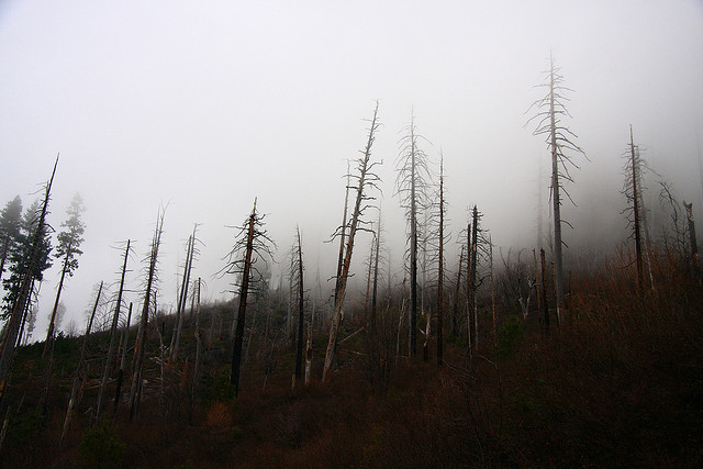 forests dying climate change