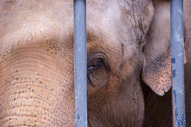 Ringling Bros. Agree to Pay Largest Ever Animal Welfare Fine