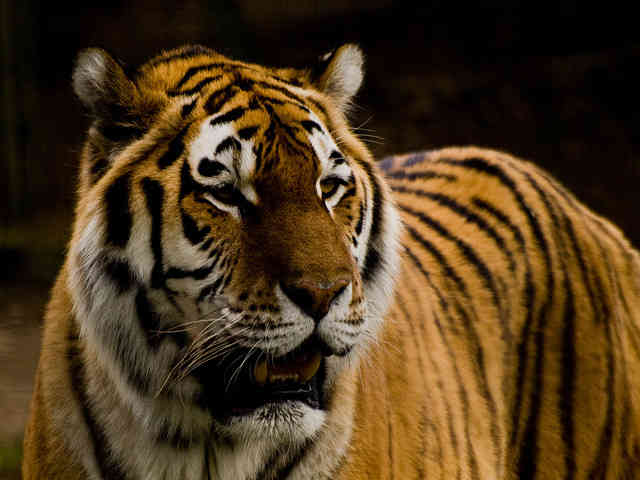 interpol save tigers_6