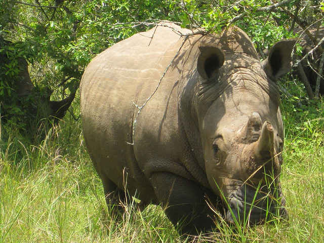 rhino poaching record high south africa