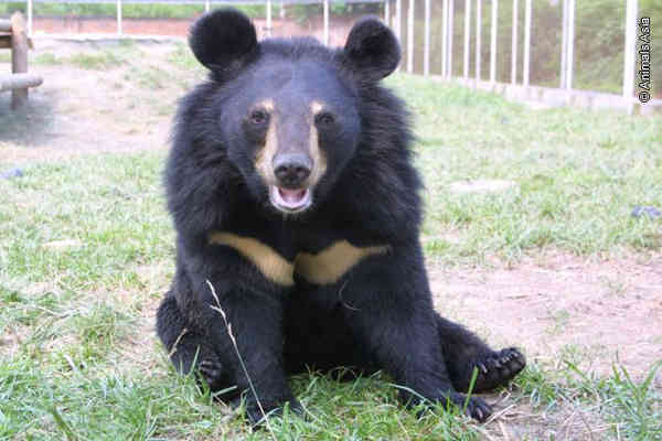 Animals Asia: Rescuing Moon Bears From Bear Bile Farms