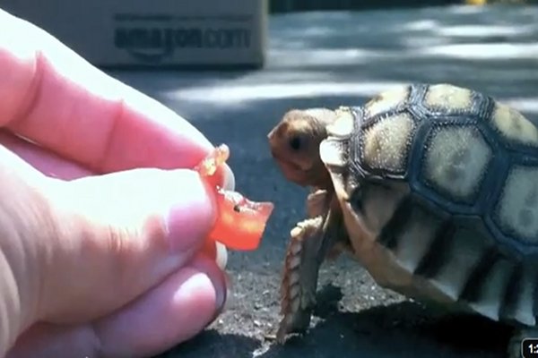 Kevin the tortoise vs the tomato