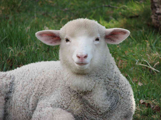 What's Wrong With Wool?