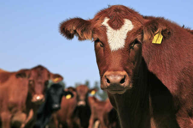 Why are Americans Eating Less Meat?