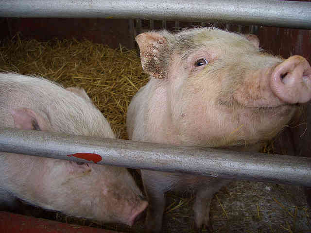 New HSUS Video Exposes Gruesome Cruelty at Pig Farms 