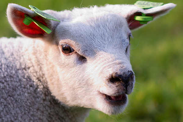  ¡Un Vegetariano Salva Más De 404 Animales Cada Año! 