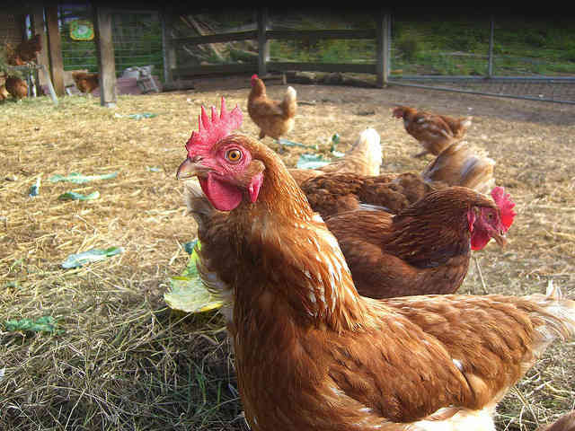 50,000 Hens Found Dead or Starving in California Egg Farm