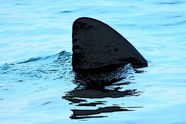 New York to Ban Sale of Shark Fins
