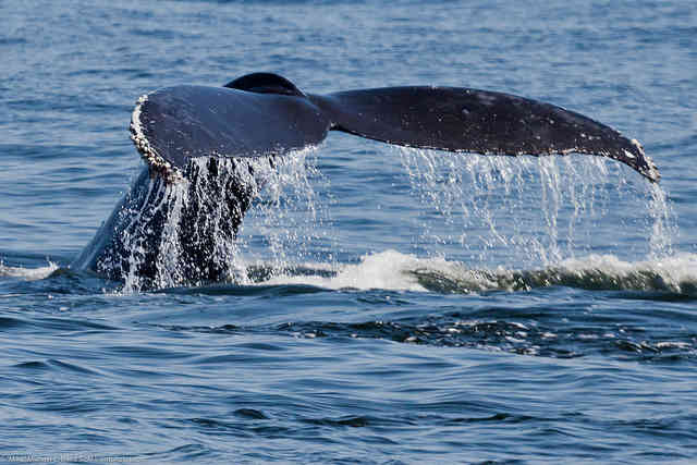 Noise Pollution Stresses Out Whales