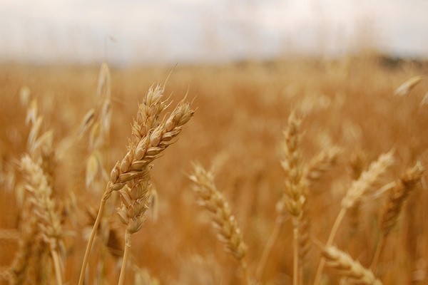 What Does Whole Grain Really Mean?