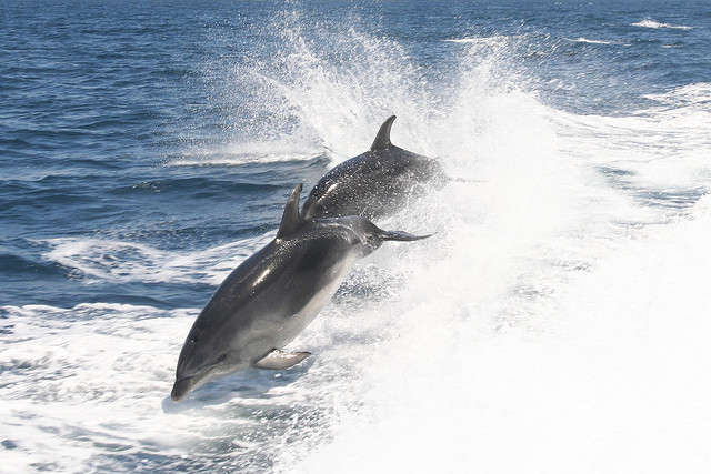 Sexual Lives of Dolphins are Complex and Full of Drama
