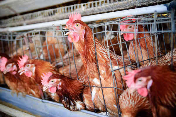 Federal Bill Would Add Protections for Egg-Laying Hens 