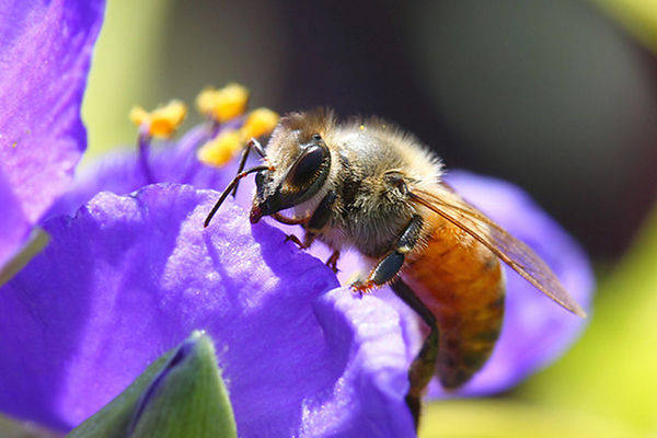 Pesticides Linked to Bee Colony Collapse