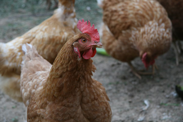 Maryland Becomes First U.S. State to Ban Arsenic in Chicken Feed
