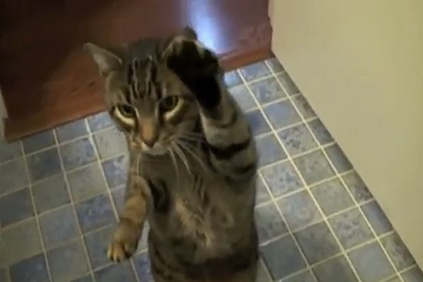 WATCH: A Trained Cat Shows Off His Bag of Tricks
