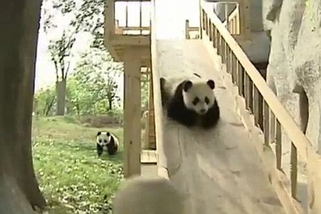 WATCH: Pandas Enjoying a Day at the Playground
