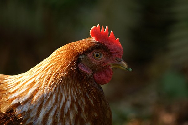 Chicken Linked to Antibiotic-Resistant Bladder Infections in Women