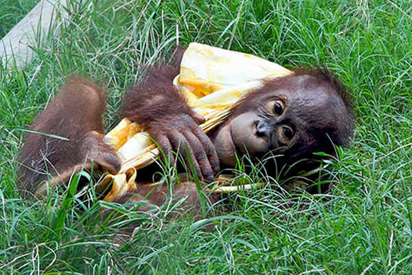 The Monkey in Your Shopping Cart: Your Groceries and Orangutan Extinction