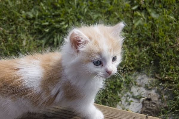 Looking at Cute Kittens Could Boost Job Performance!