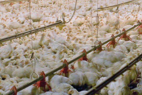 Eliminating the Suffering of Chickens Bred for Meat