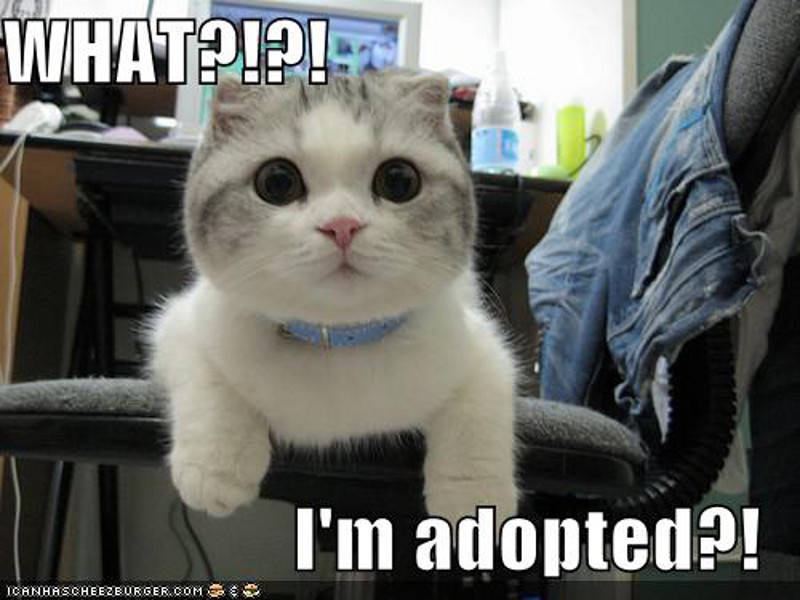 pet adopt
