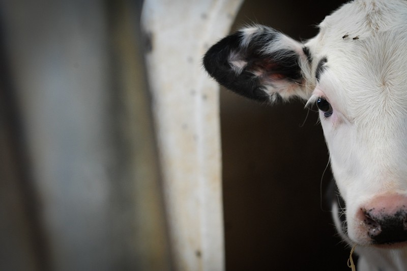 7 Good Reasons to NOT Eat Veal