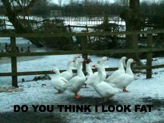 fat geese