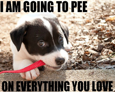 i-am-going-to-pee-on-everything-you-love