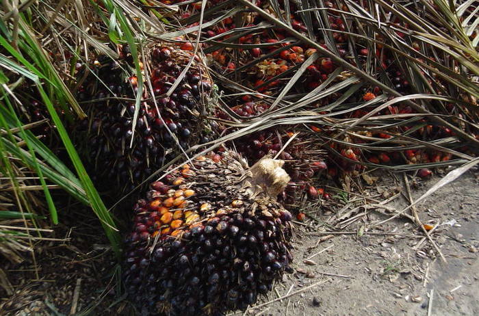 10 Scary Facts About the Palm Oil Industry
