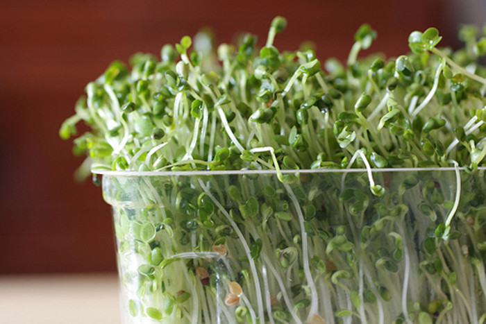 Health Benefits of Sprouting with Growing Tips