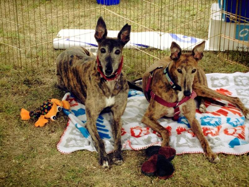 Homestretch Greyhound Rescue