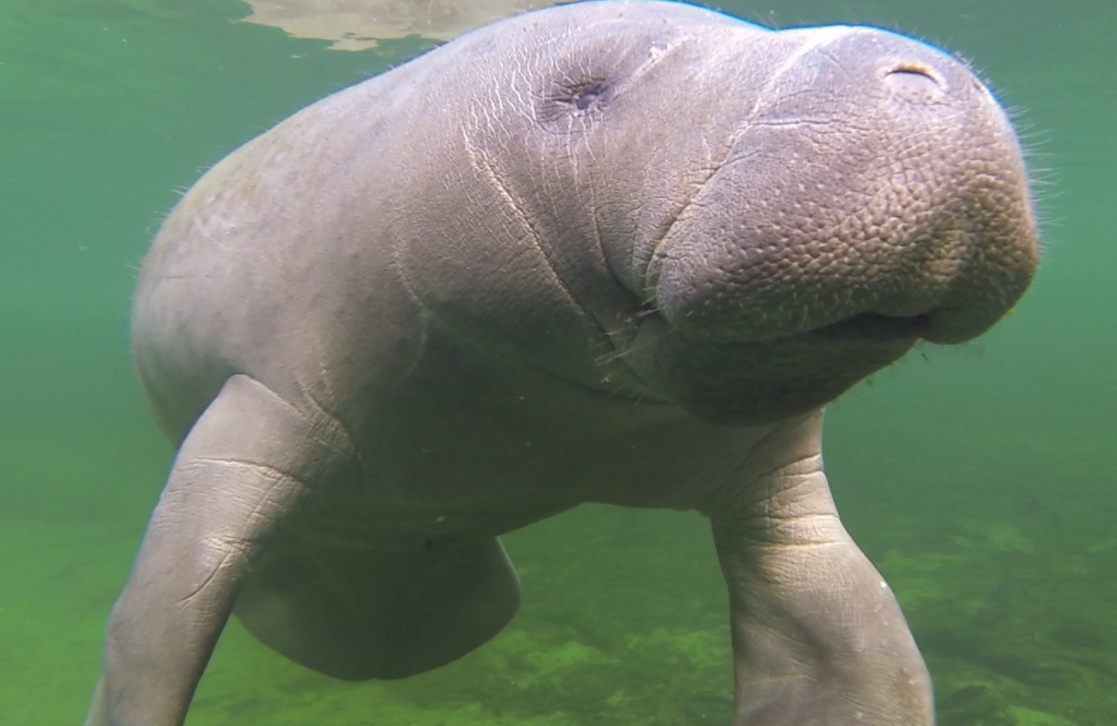 What You Need to Know About Manatees: Why They Are Under Threat and How You Can Help