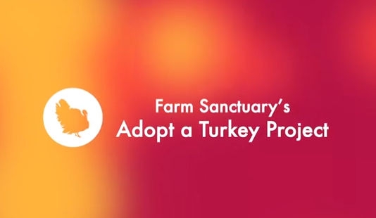 Celebrate Turkeys this Thanksgiving with Farm Sanctuary's Adopt a Turkey Program