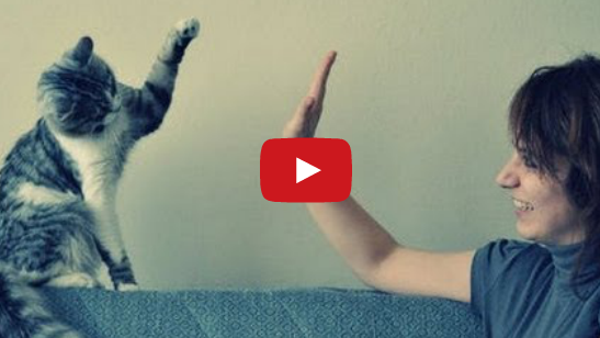 Funny Cats Giving High Fives (VIDEO)