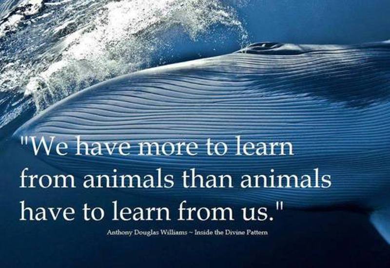 learn from animals