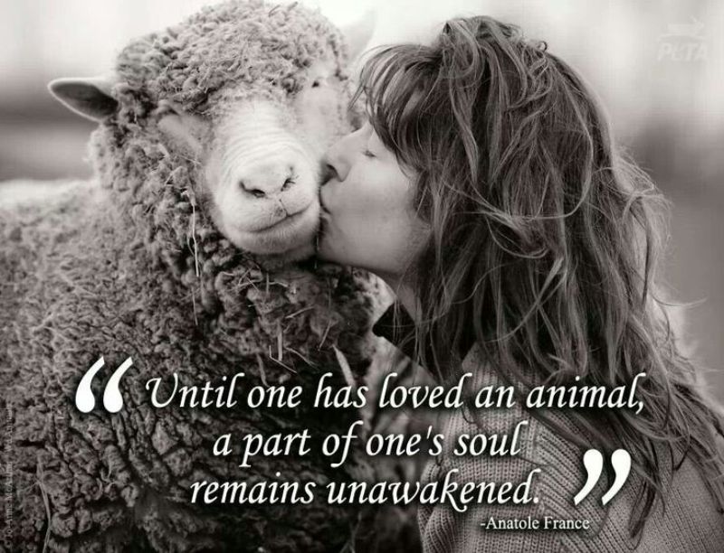 Until one has loved an animal, a part of one's soul remains unawakened