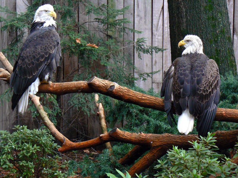 5 Facts You Didn’t Know about America’s Beloved Bald Eagle