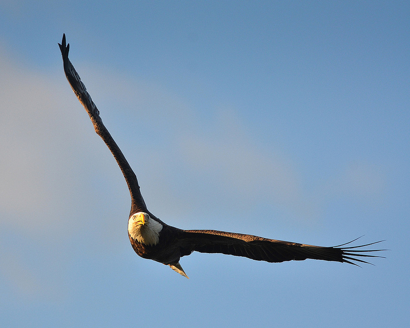5 Facts You Didn’t Know about America’s Beloved Bald Eagle