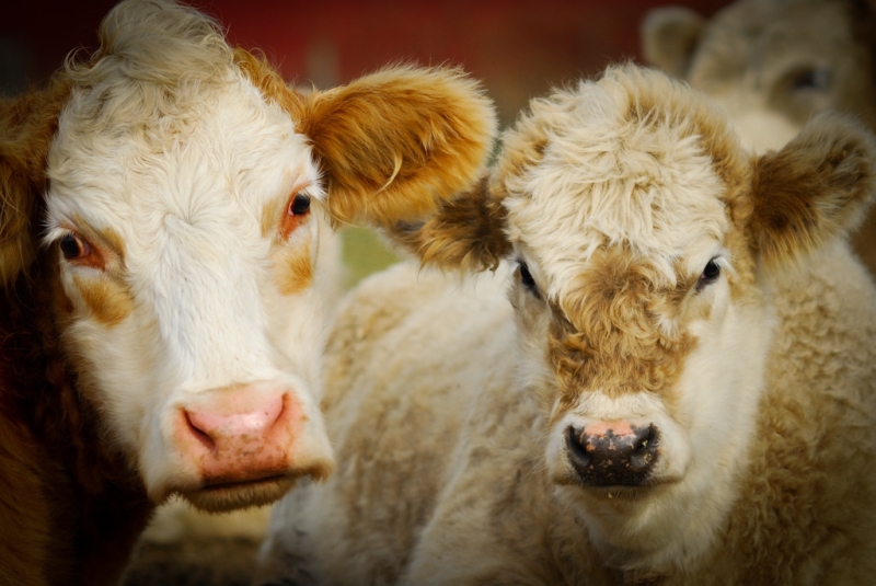 14 Stunning Portraits of Farm Animals Literally Begging Us Not to Eat Them