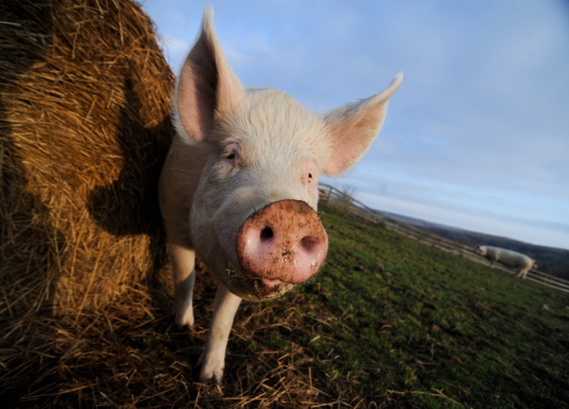 14 Stunning Portraits of Farm Animals Literally Begging Us Not to Eat Them