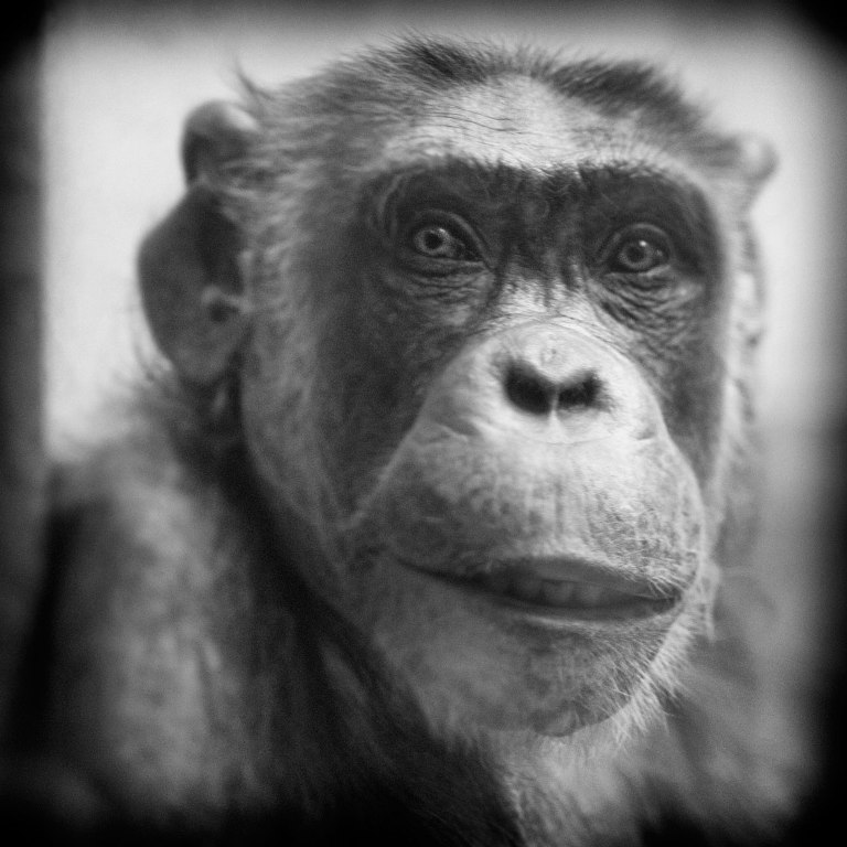 Looking Beyond the Glass: An Awakening Portrayal of Primates in Captivity (PHOTOS)