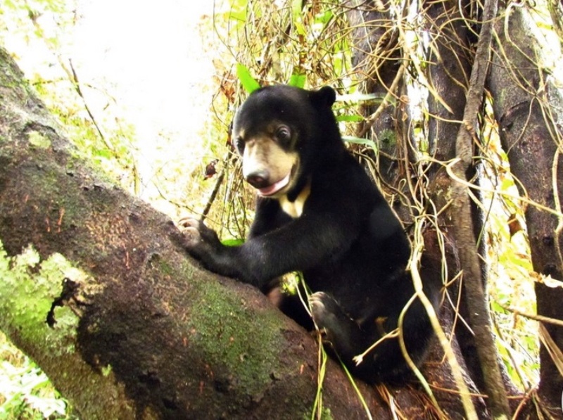 From Illegal Pet Trade Victim to Sanctuary Resident: Meet ‘Fiercely Independent’ Rescued Sun Bear Natalie (PHOTOS)