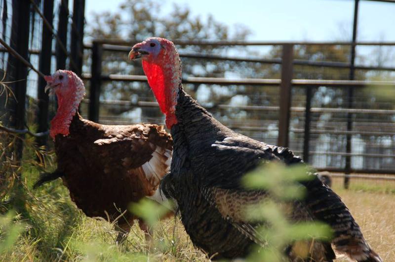 22 Beautiful Photos of Farm Animals Living Out Their Lives in Peace at Farm Sanctuaries