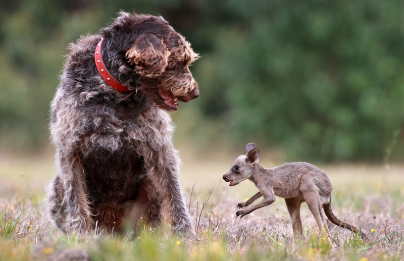 These Adorable Interspecies Friendship Will Leave Your Heart Happy (PHOTOS)