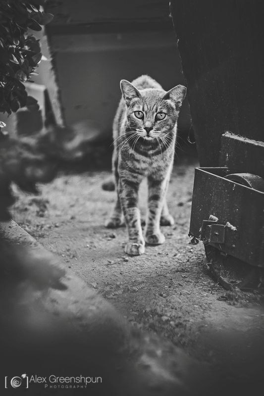 These Beautiful Photos Will Make You See Stray Cats in Whole New Light