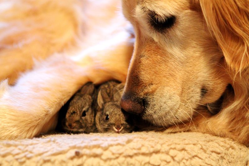 These Adorable Interspecies Friendship Will Leave Your Heart Happy (PHOTOS)