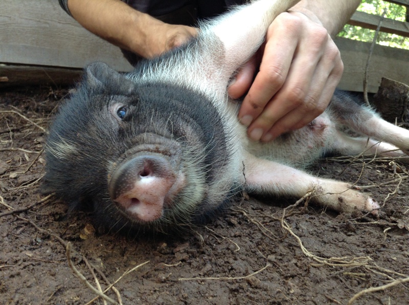 8 Things Pigs LOVE To Do