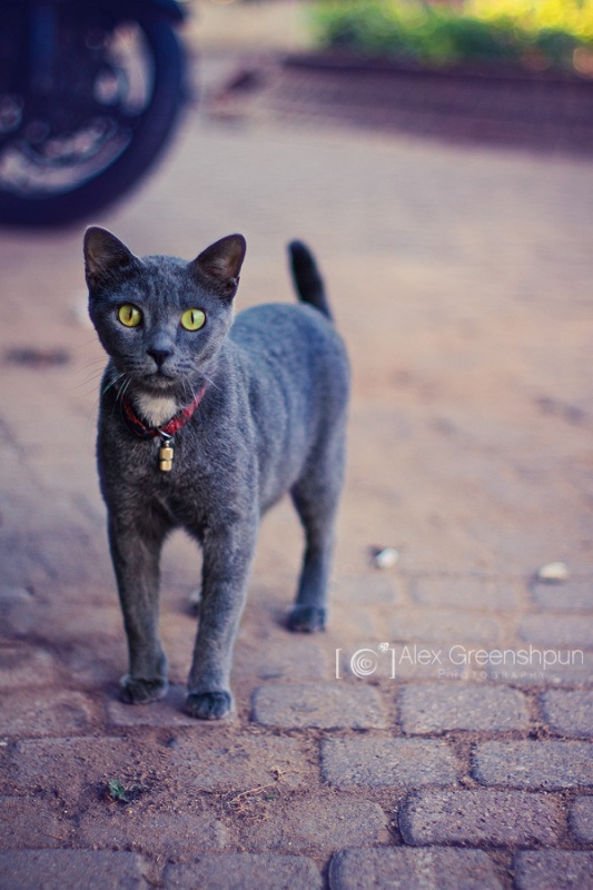 These Beautiful Photos Will Make You See Stray Cats in Whole New Light